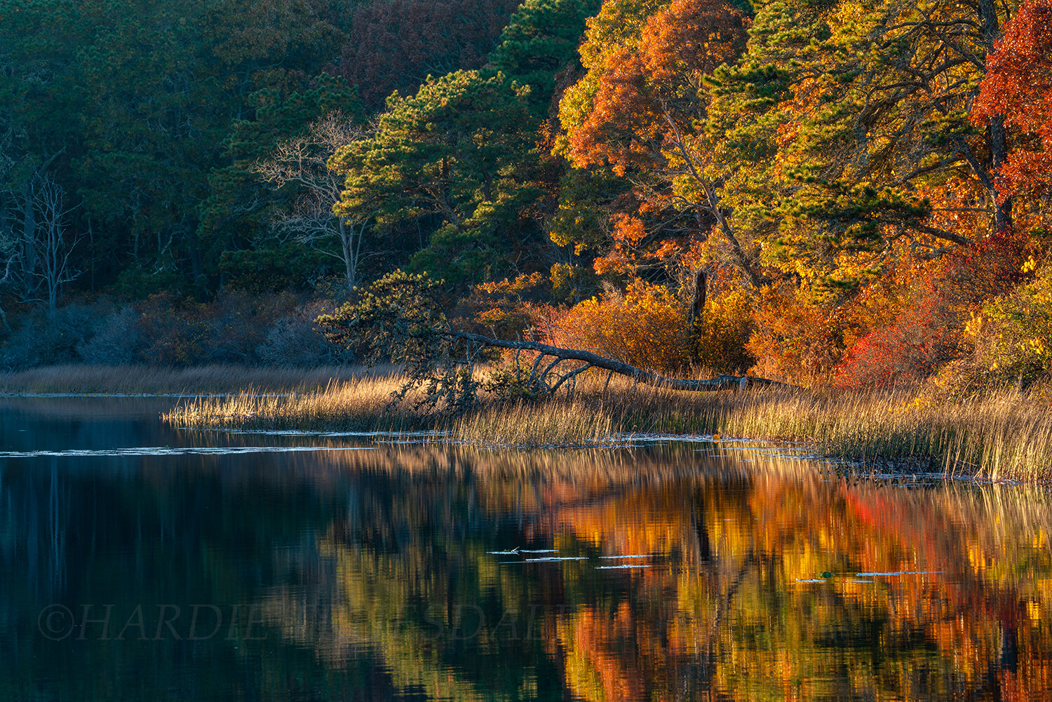 CC#253 Fall Evening, Three Ponds Conservation Area