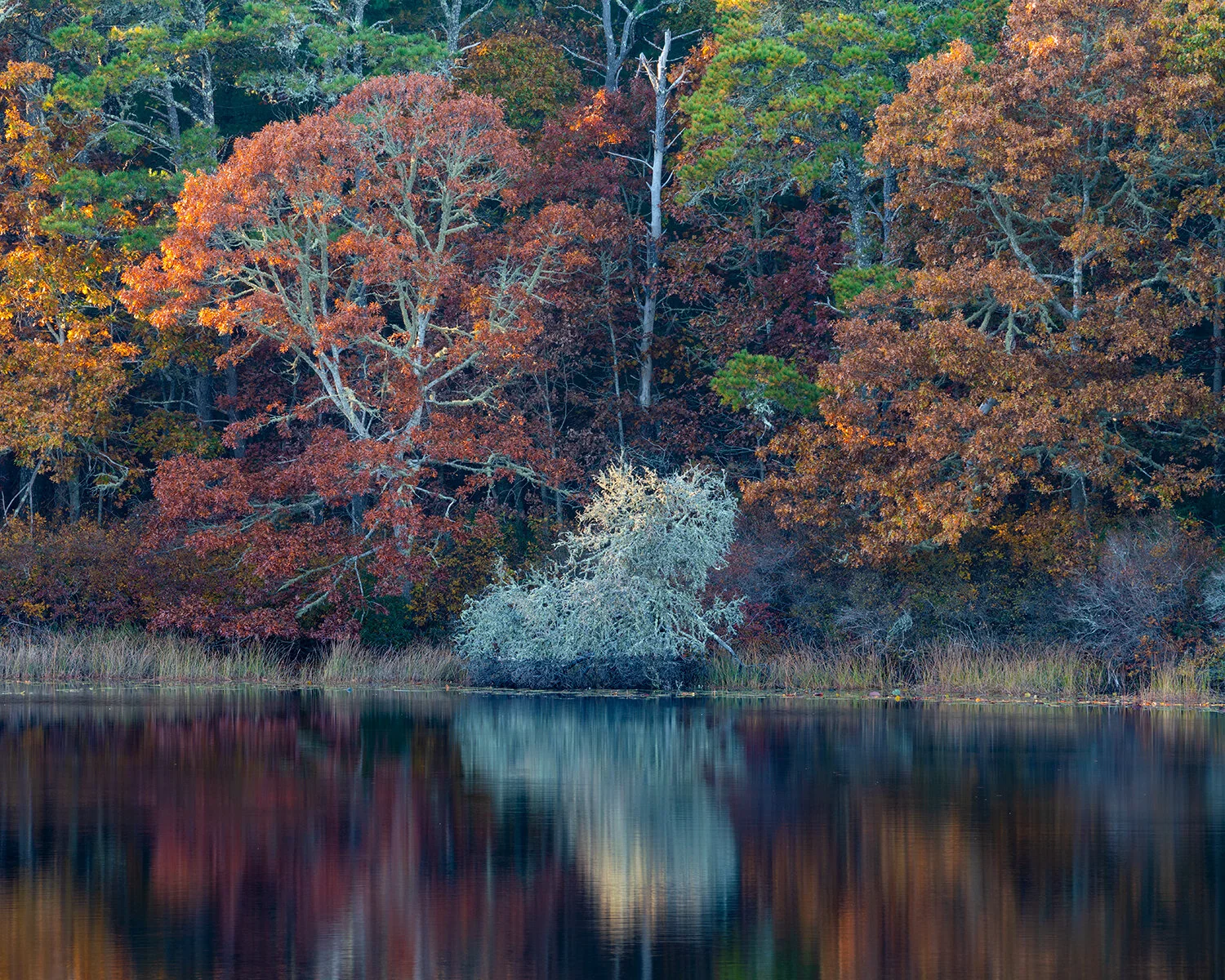 CC#254 Late Fall Twinings, Three Ponds Conservation Area