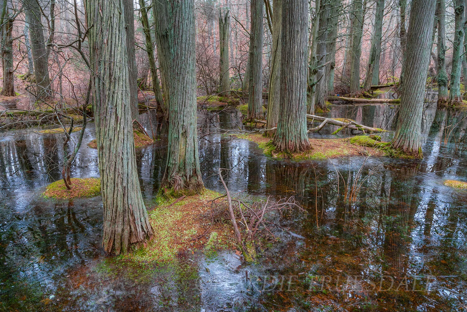 CC#270 Hosea's Swamp, Orleans Conservation Trust