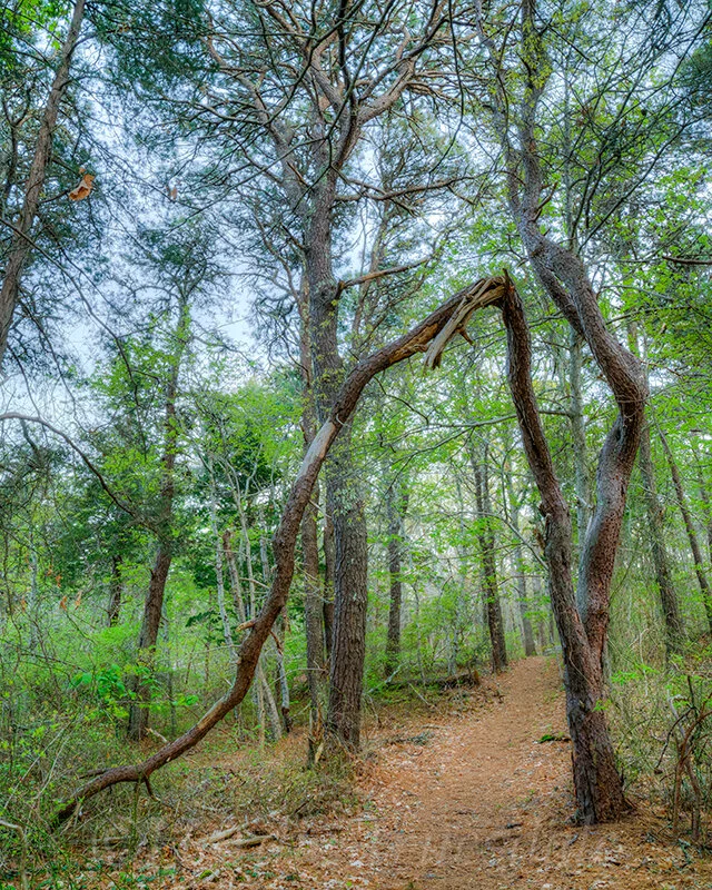 CC#290 Broken Pitch Pine, Reuben's Pond Preserve