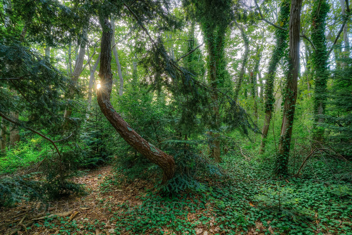 CC#288 Ivy Laden Trees, Reuben's Pond Preserve