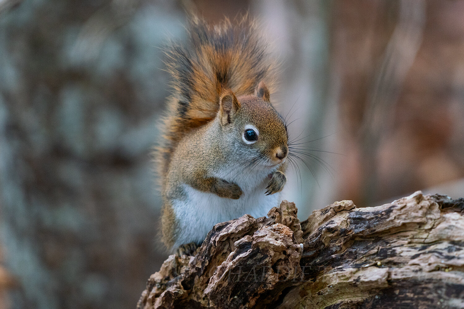 CC#291 American Red Squirrel, Orleans Conservation Trust