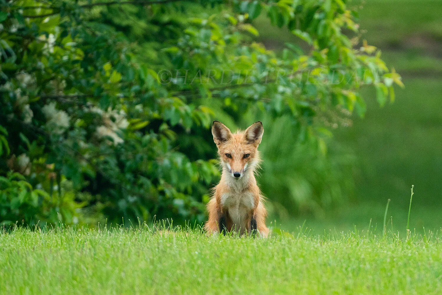 CC#292 American Red Fox Pup, Orleans Conservation Trust