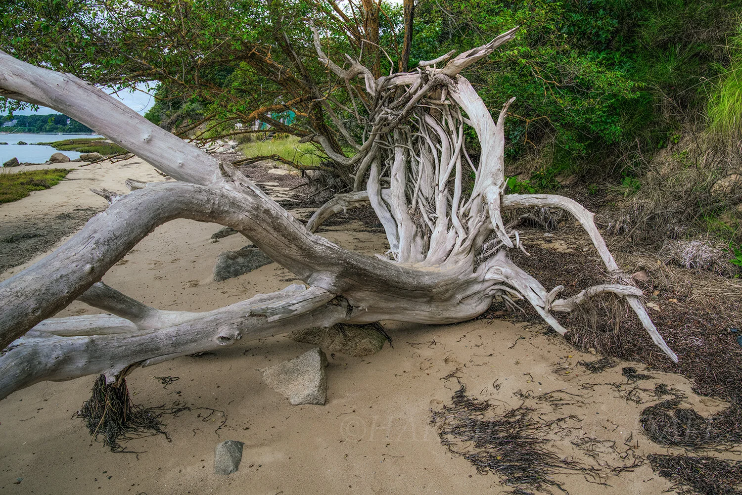 CC#301 Deadfall, Pah Wah Point Conservation Area