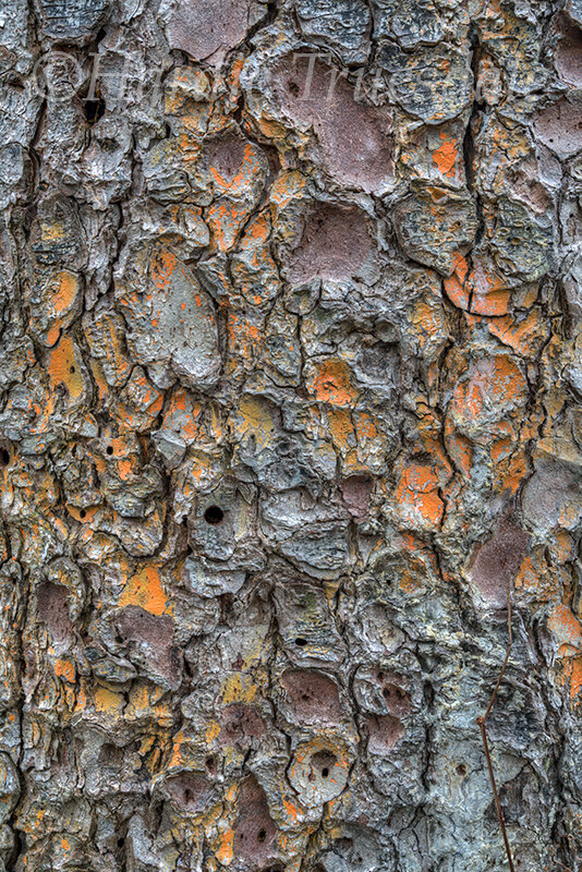 CC#317 Pine Bark and Lichen, Orleans Conservation Trust