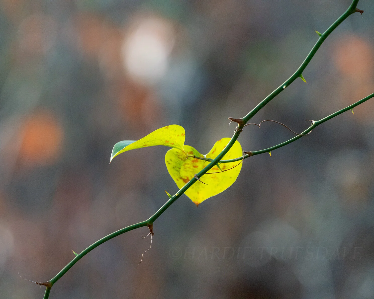 CC#326 Delicate Leaves, Thorny Thorns, Orleans Conservation Trust