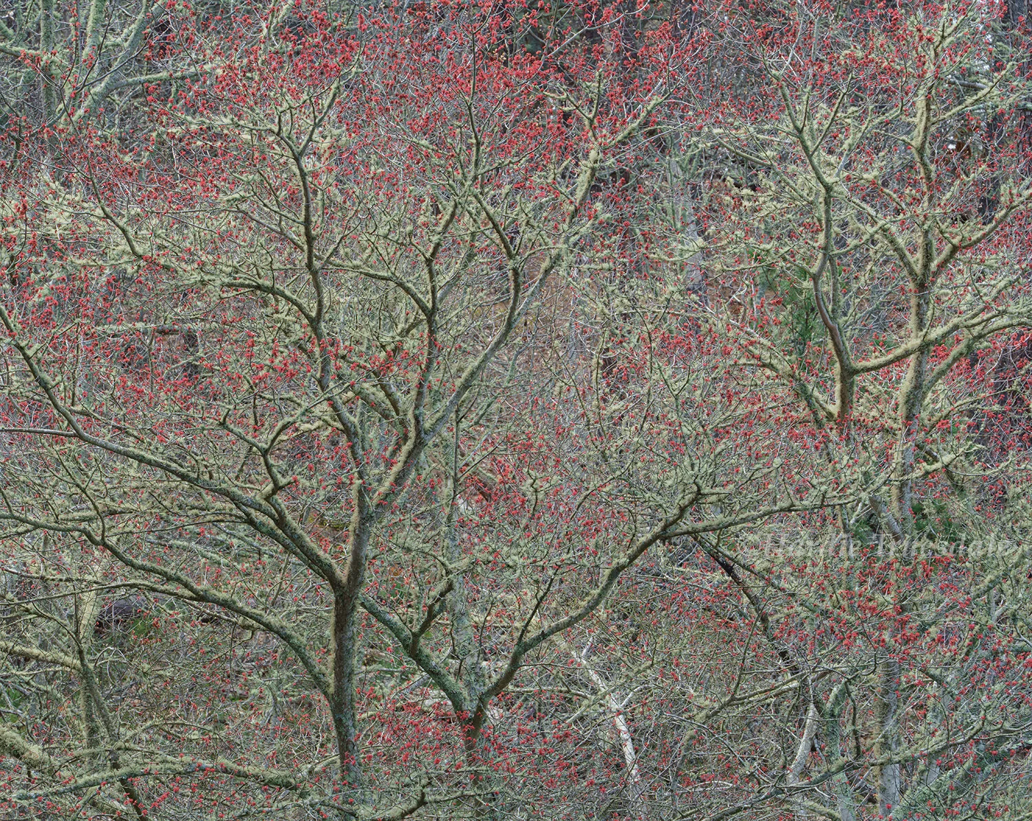 CC#344 Red Maple Flowers, Three Ponds Conservation Area