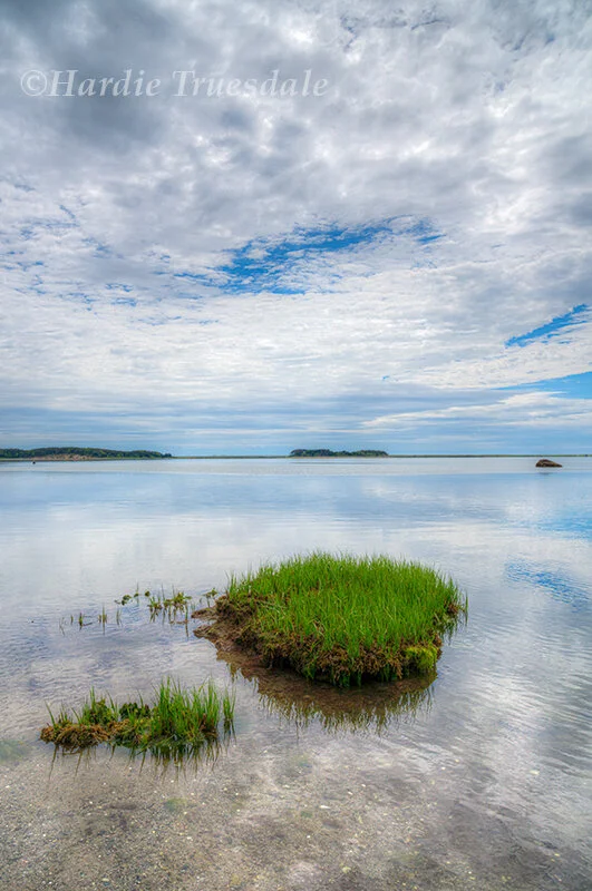 CC#363 Marsh Grass and Little Pleasant Bay, Heyelman Gift