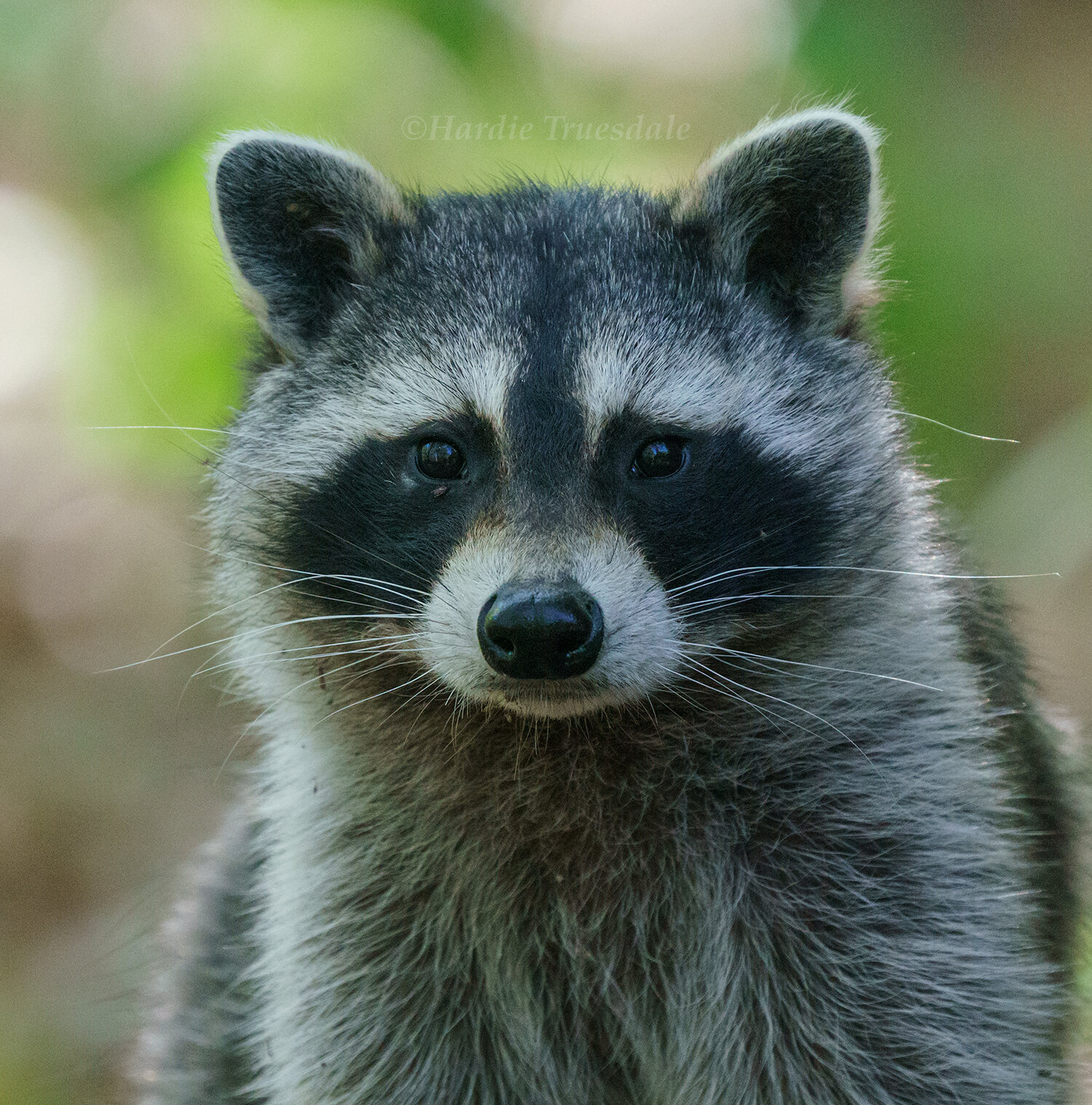 CC#351 Raccoon, Orleans Conservation Trust