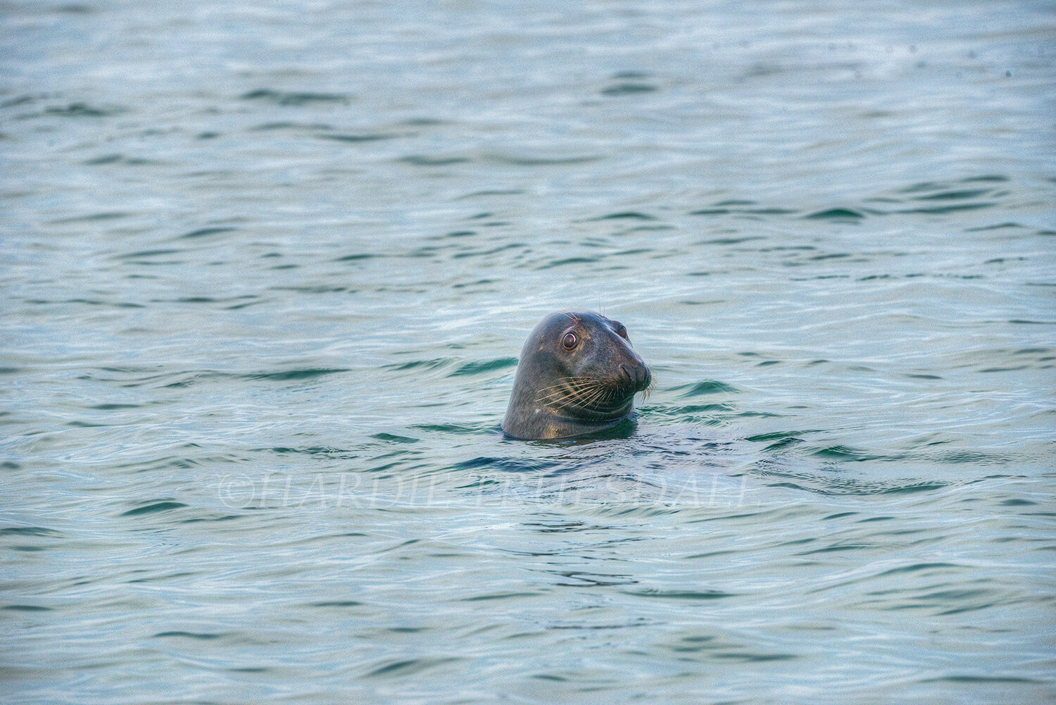 CC#097 Grey Seal, Nantucket Sound