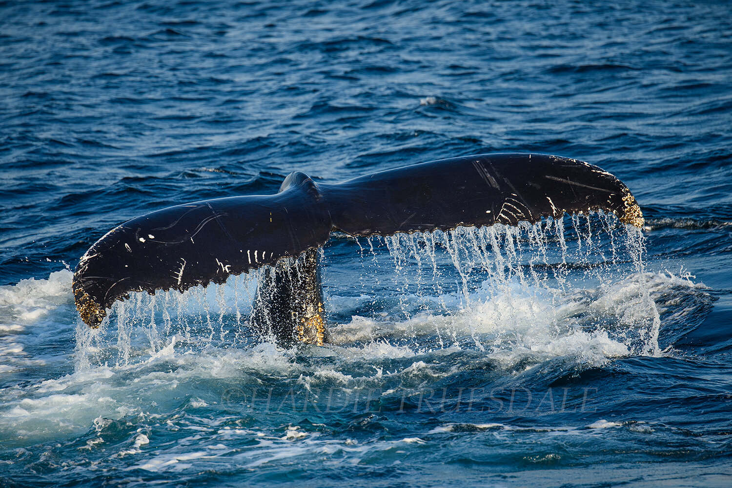 CC#136 Tail Breach, Humpback