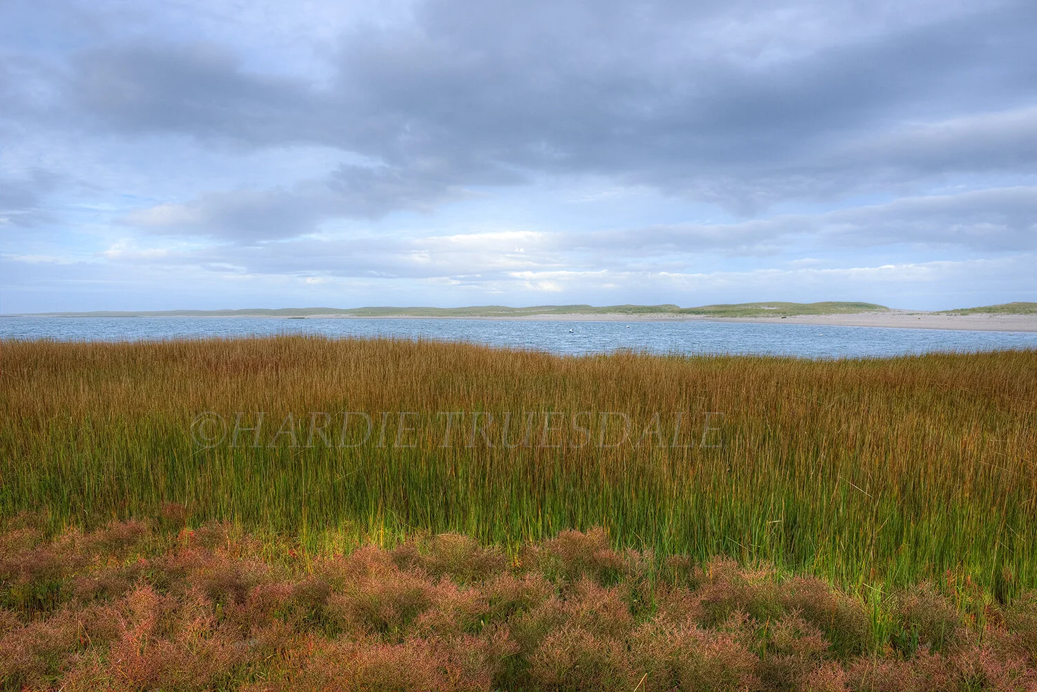 CC#143 Marsh Grass Fall, Nauset Marsh