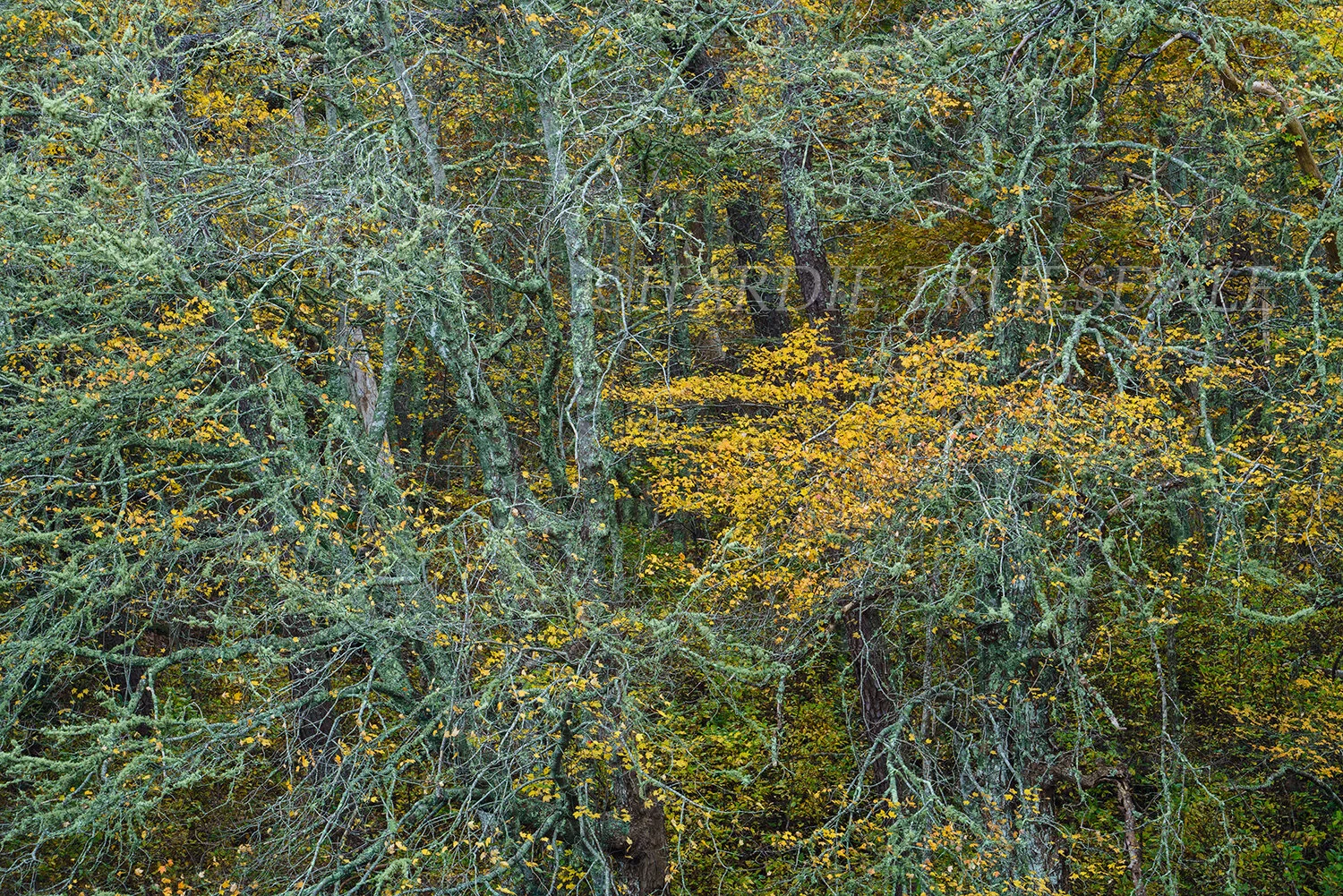 CC#214 Yellow Fall, Little Cliff Pond