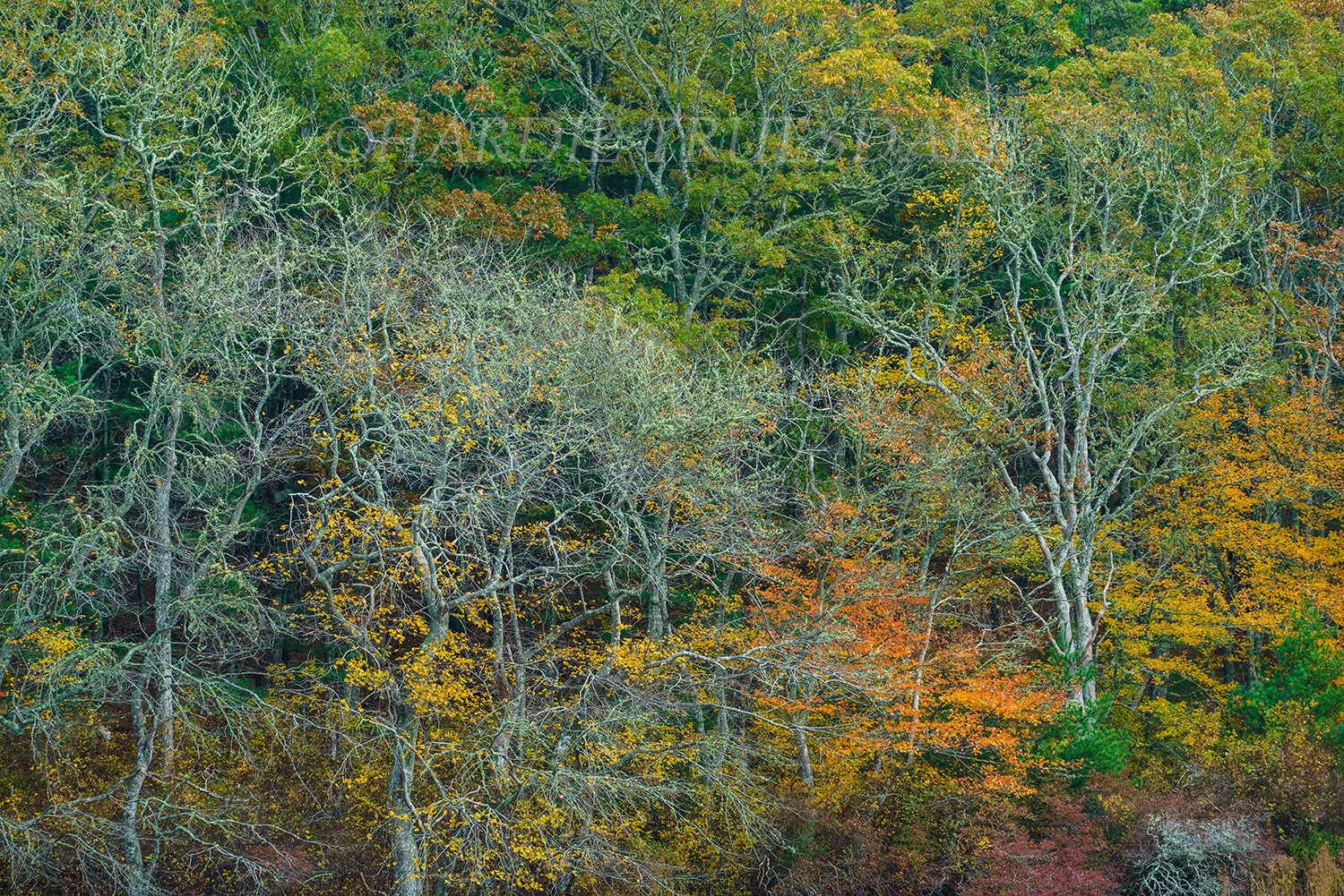 CC#215 Patterns of Fall, Cliff Pond