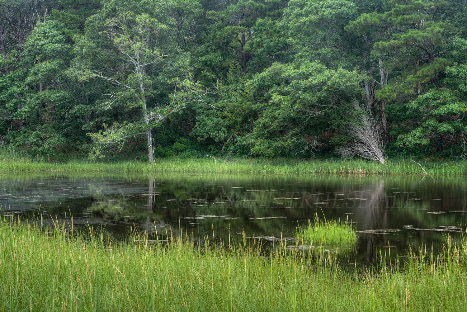 CC#244 Peaceful Pond, Cape Cod
