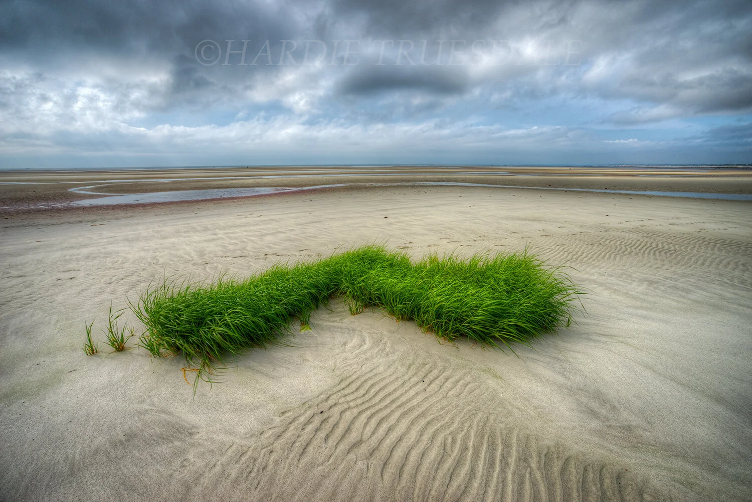 CC#272 Beach Grass, Flowers Beach