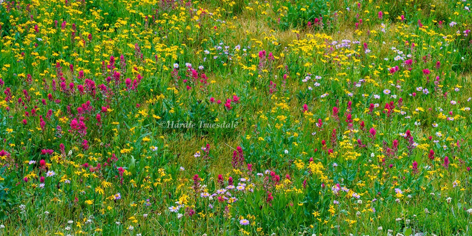 MT 038 pan sq web.jpg