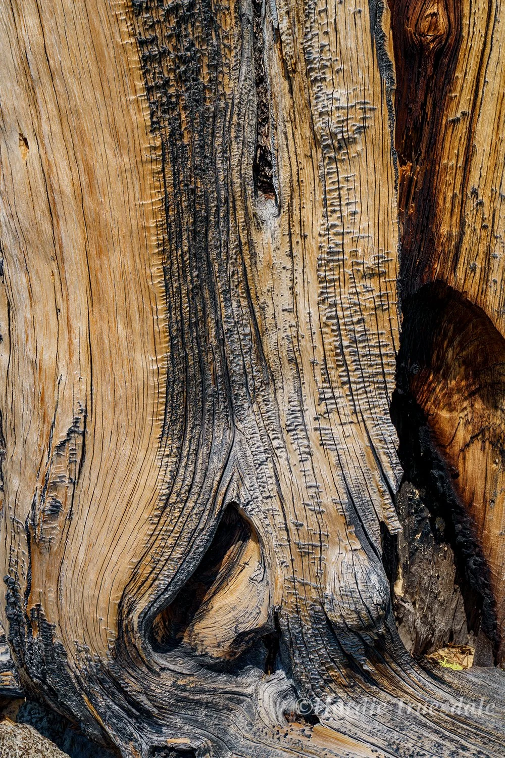 MT 057 sq web.jpg