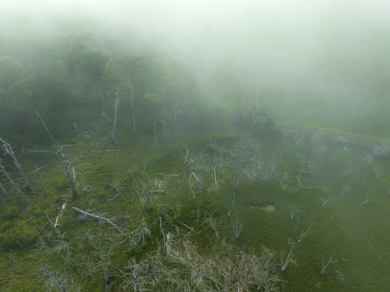 CCar#30 Ghost Marsh & Mist, Orleans Conservation Trust