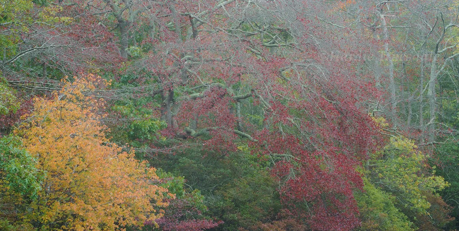 CC#377 Fall Trees, Provincelands, Cape Cod National Seashore