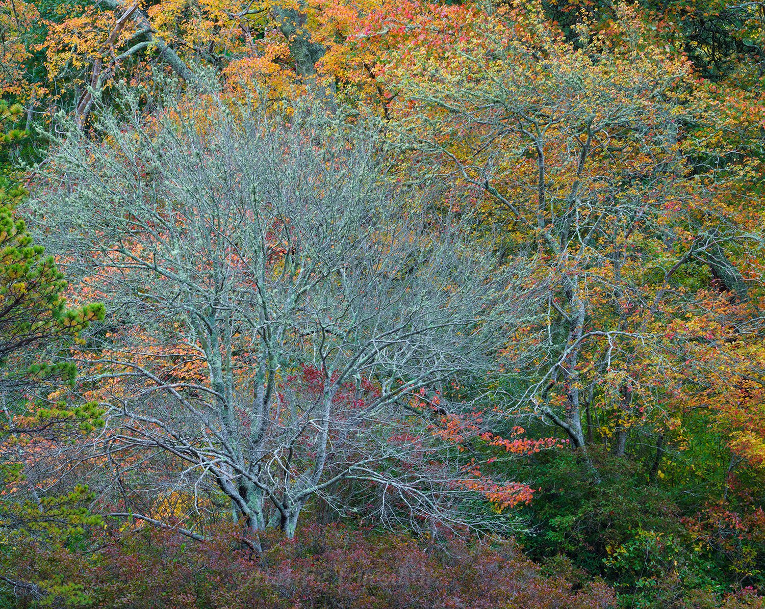 CC#380 Bare Limbs Fall, Nickerson State Park