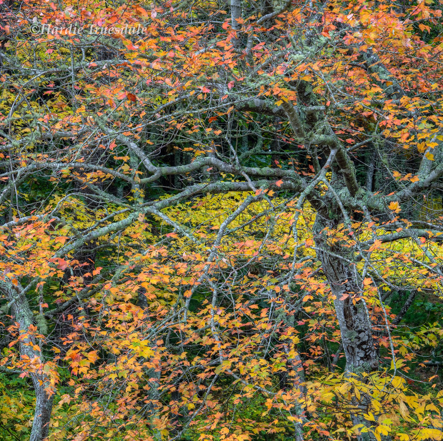 CC#384 Fall Maples, Nickerson State Park