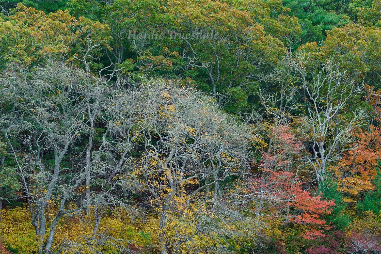 CC#385 Tapestry of Fall, Nickerson State Park