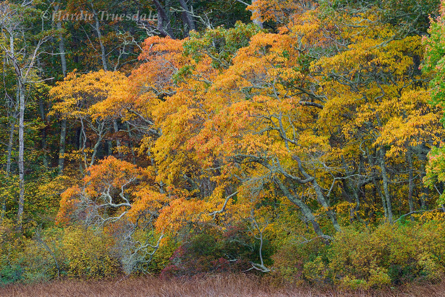 CC#386 Delicate Fall, Nickerson State Park
