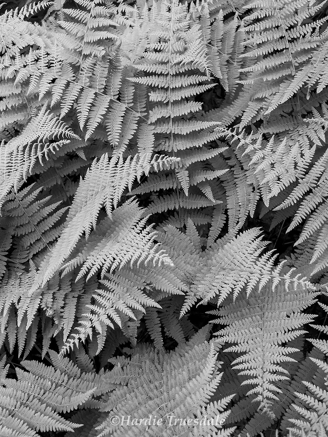 Gks 963 bw sq web.jpg