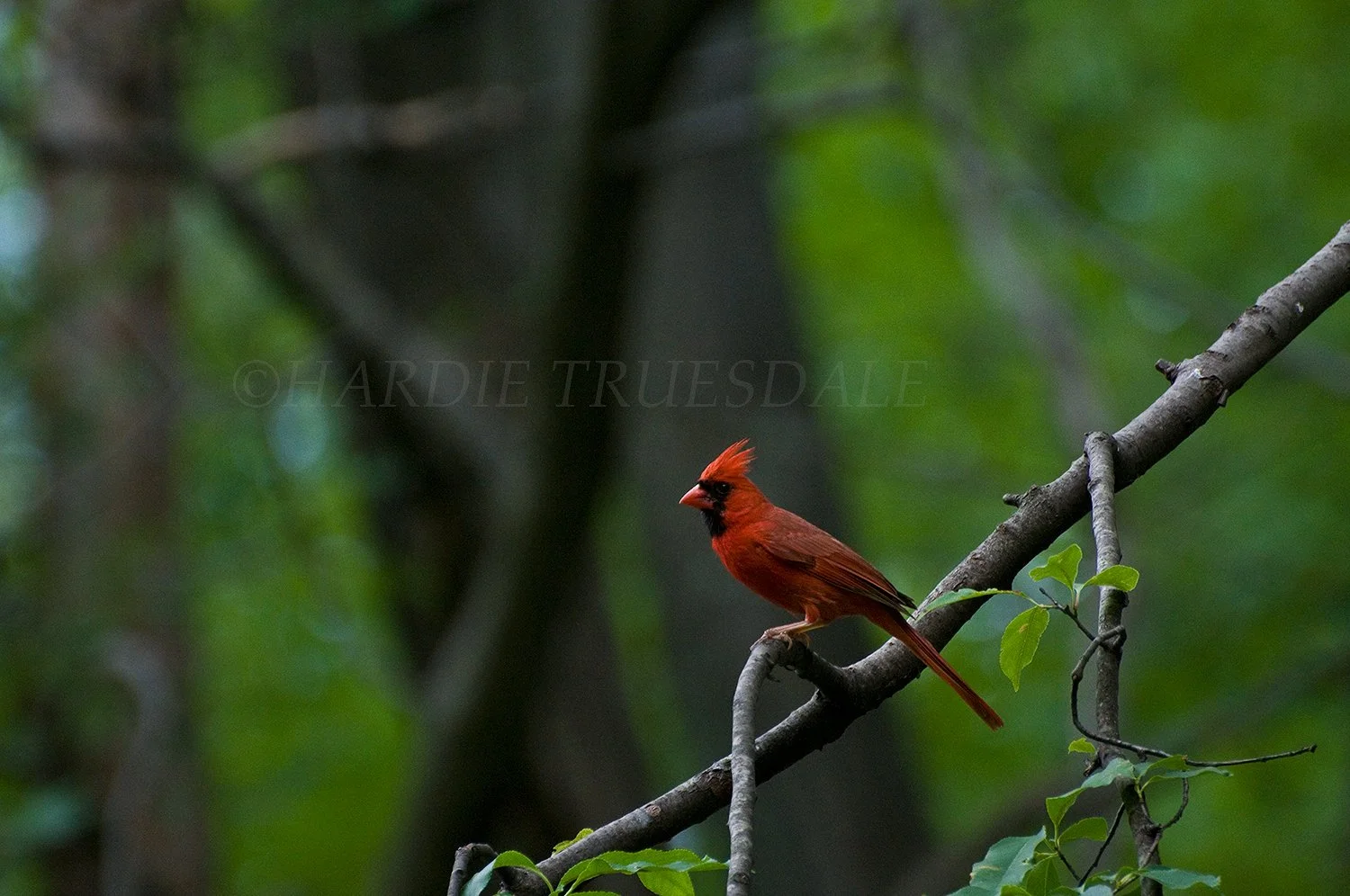 BrdNE 001 sq web.jpg