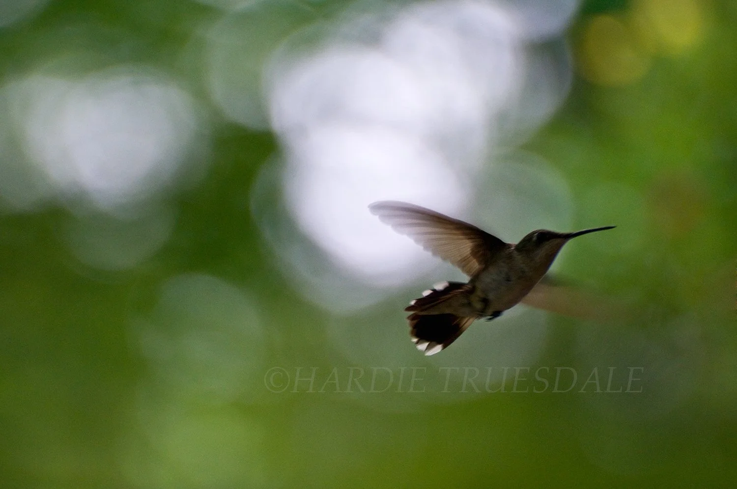 BrdNE 002 sq web.jpg