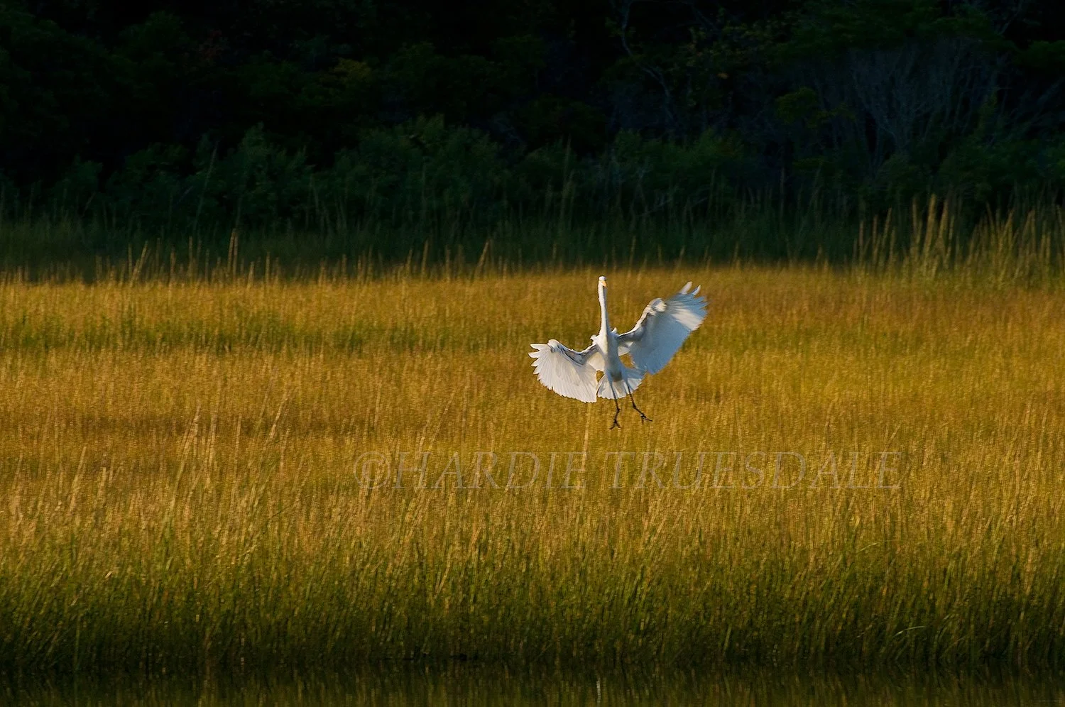 BrdNE 003 sq web.jpg