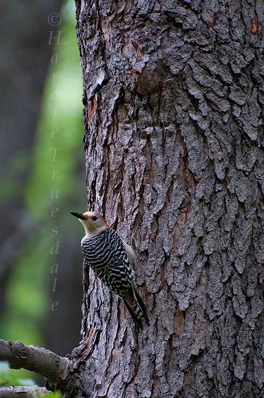 BrdNE 004 sq web.jpg