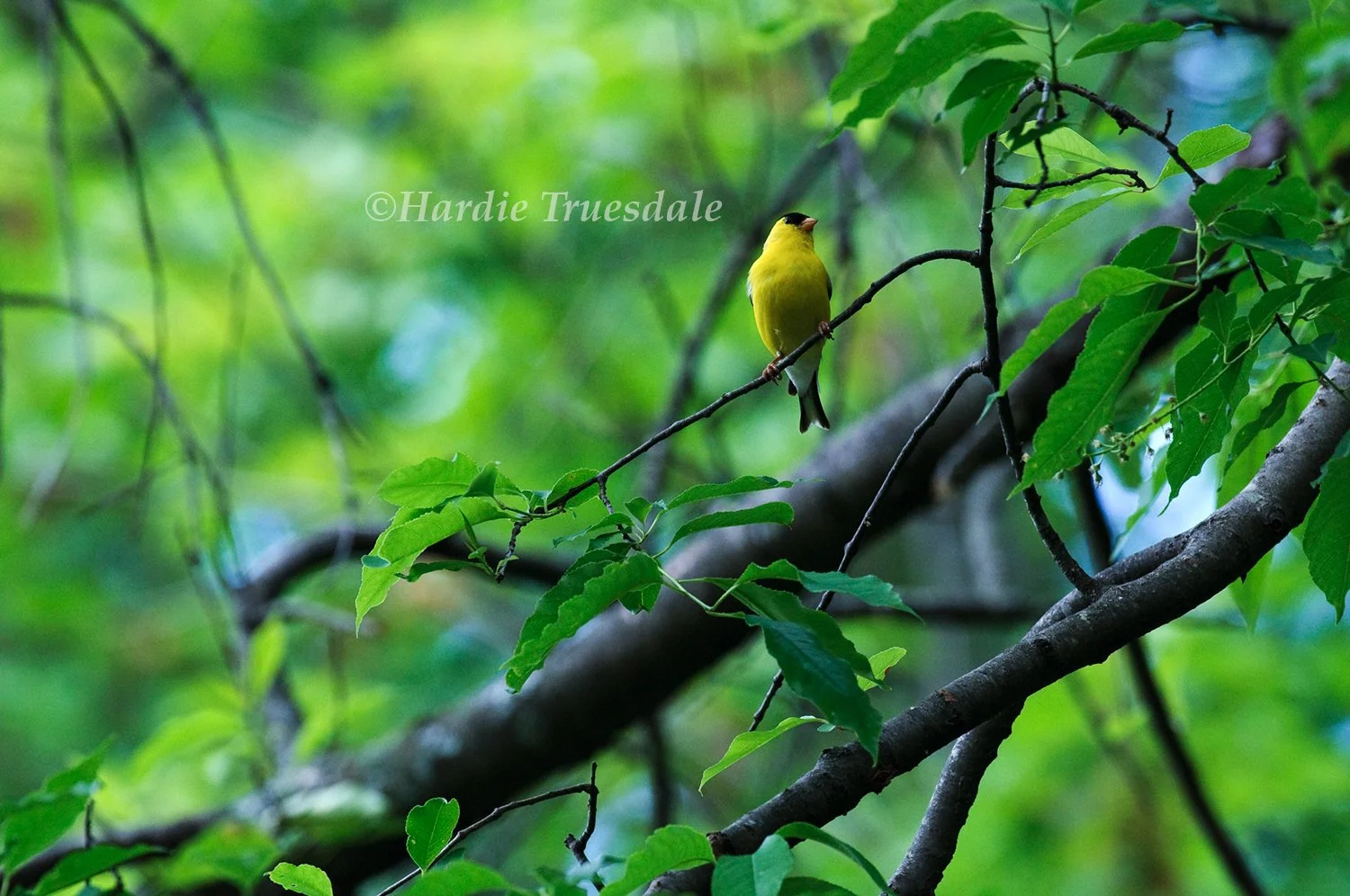 BrdNe 006 sq web.jpg