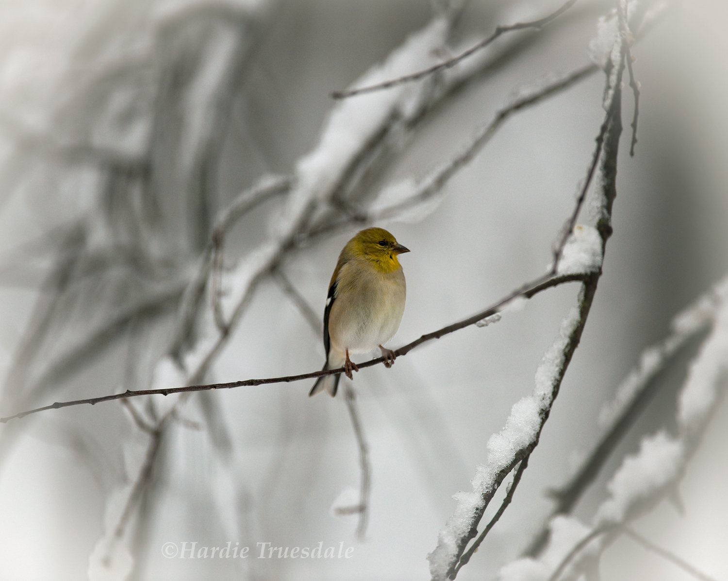 BrdNe 012 sq web.jpg