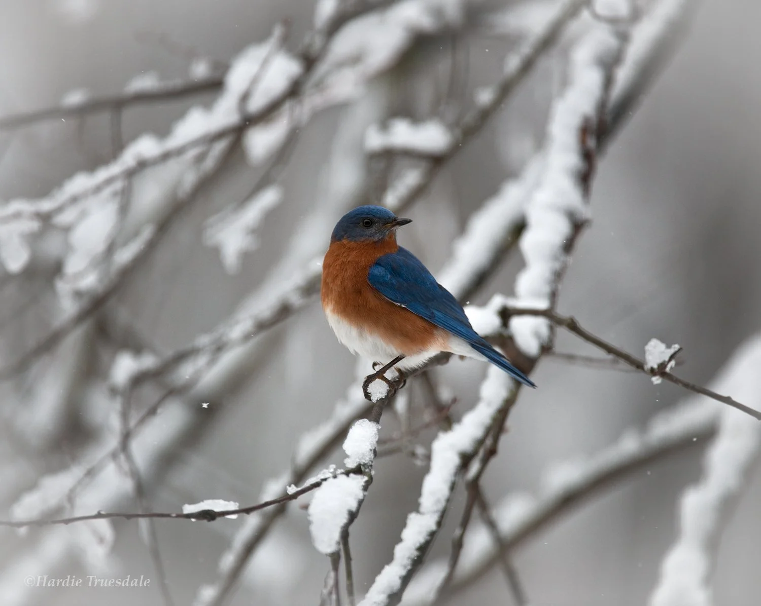 BrdNe 013 sq web.jpg