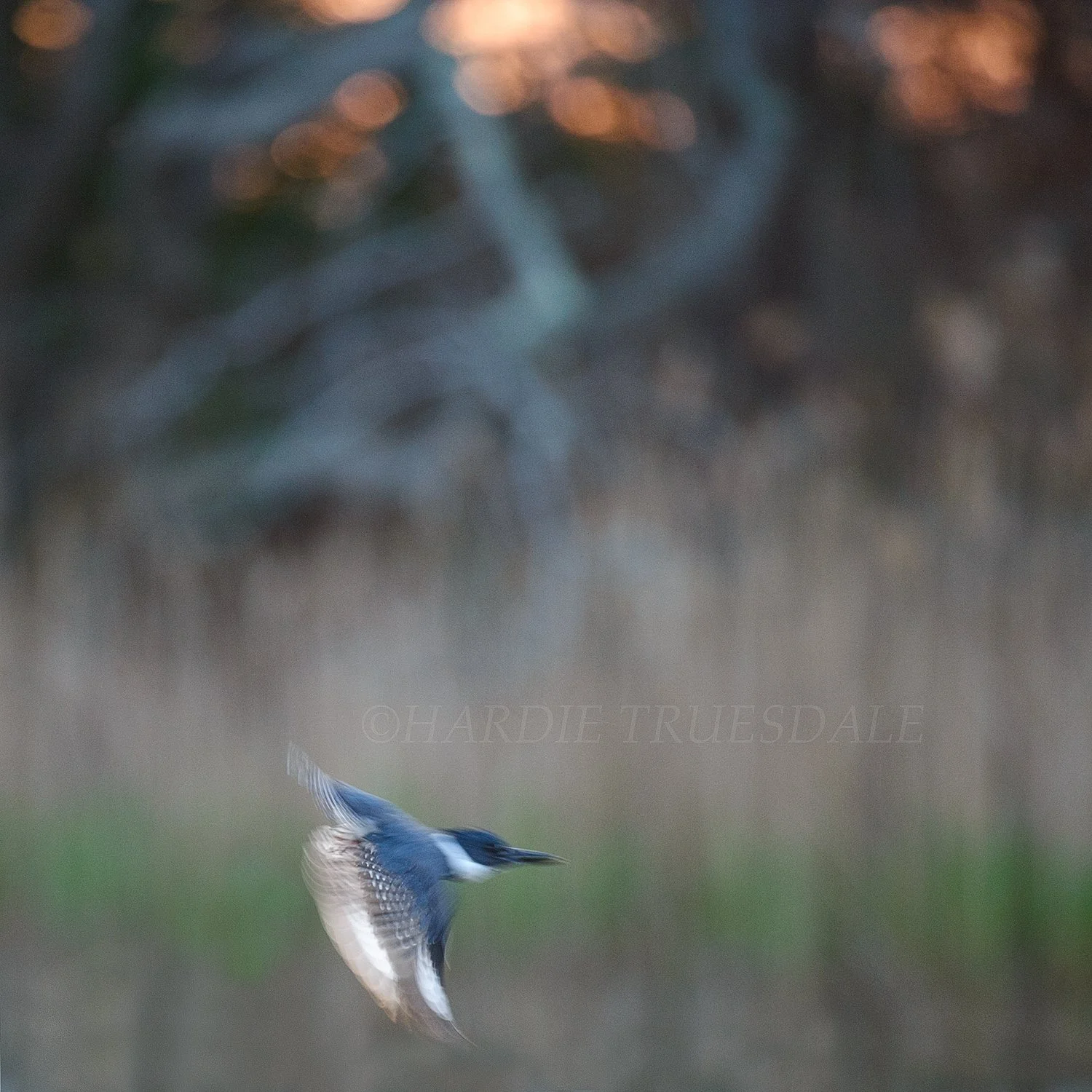 BrdNE 014 sq web.jpg