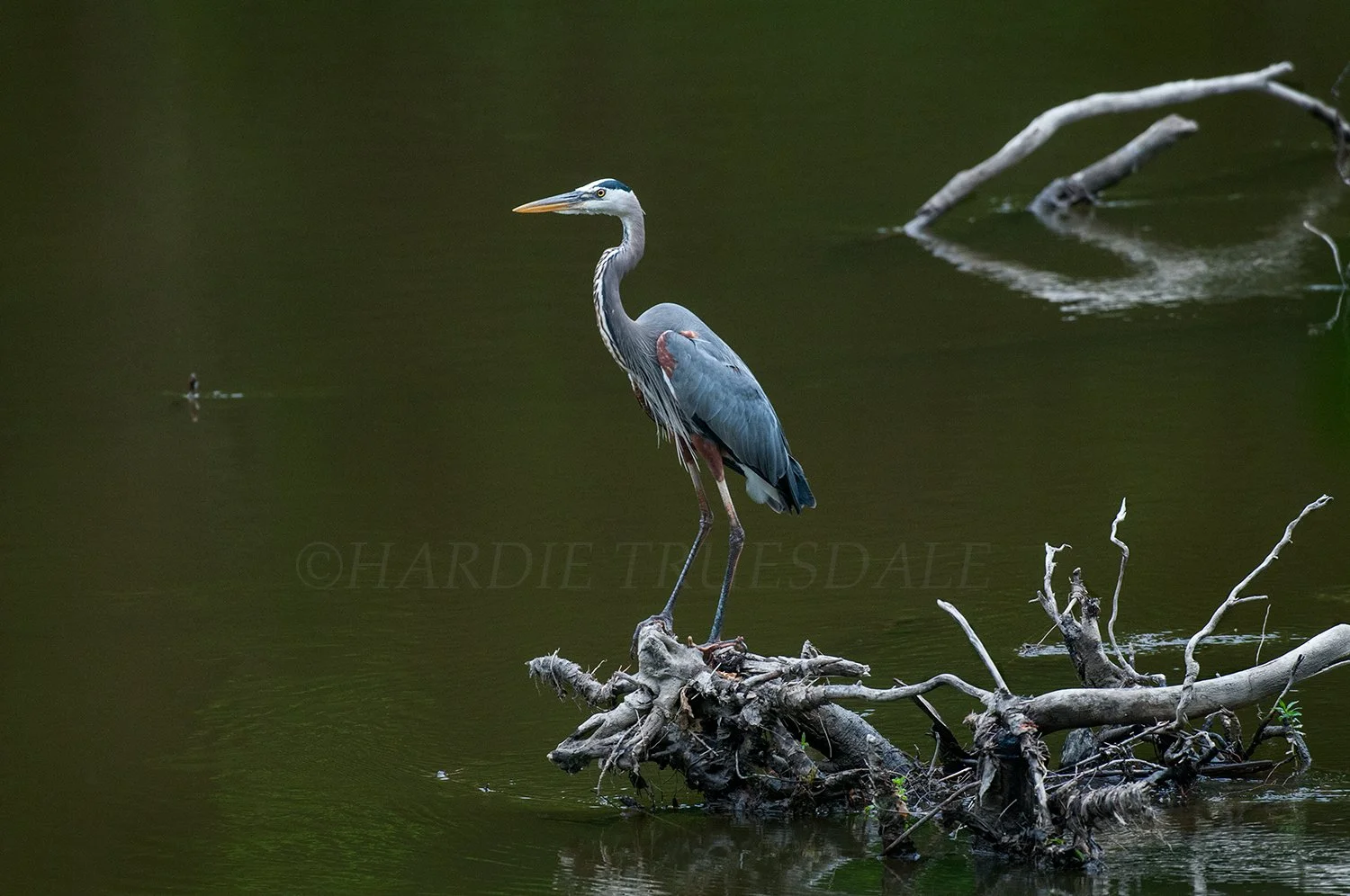 BrdNE 017 sq web.jpg