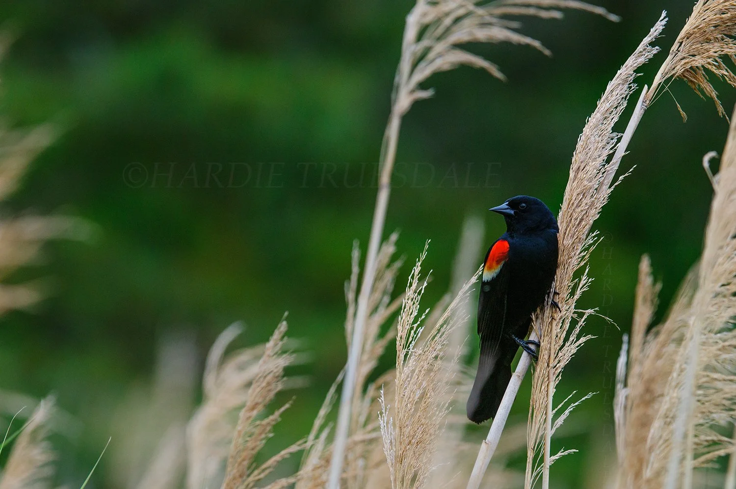 BrdNE 032 sq web.jpg