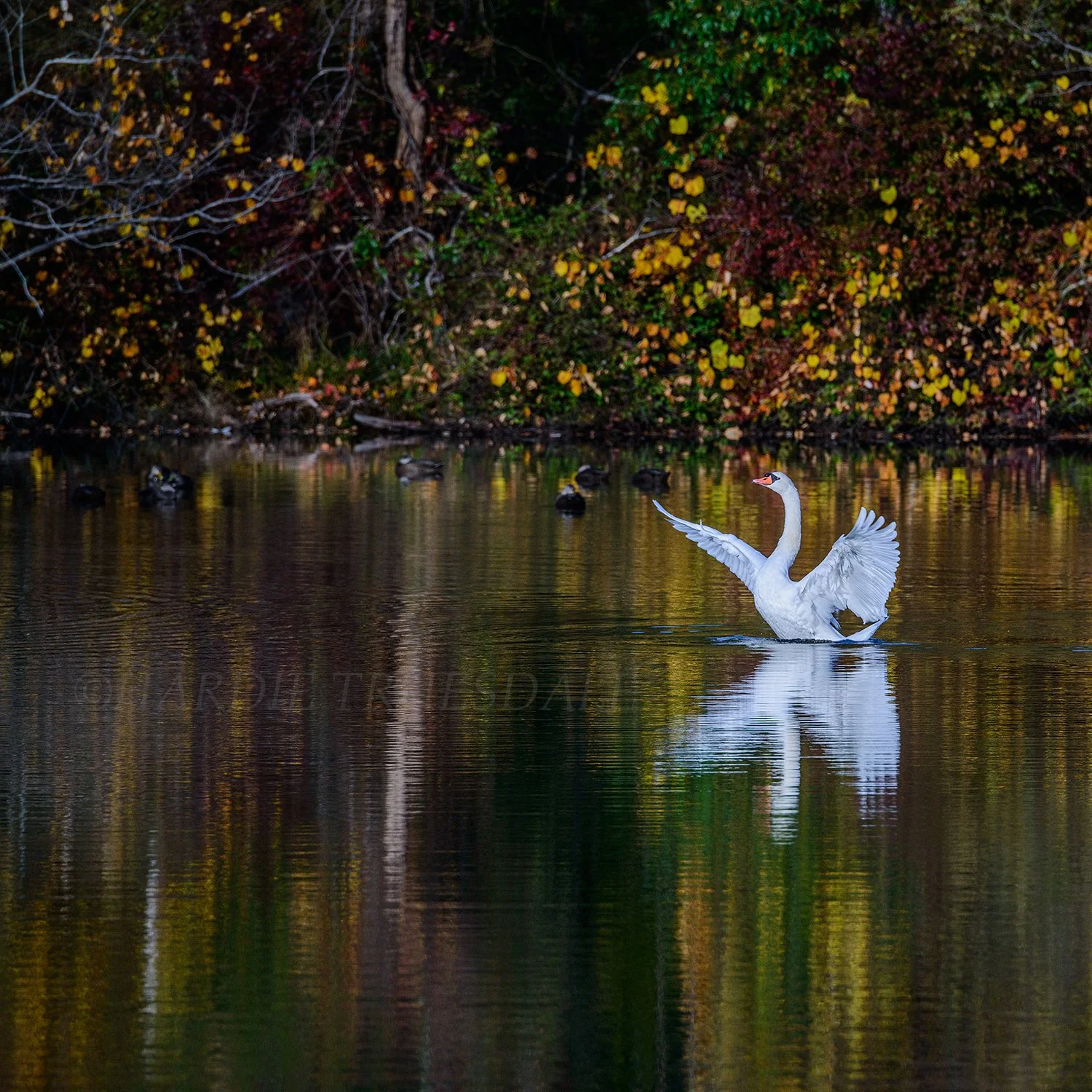 BrdNe 036 sq web.jpg