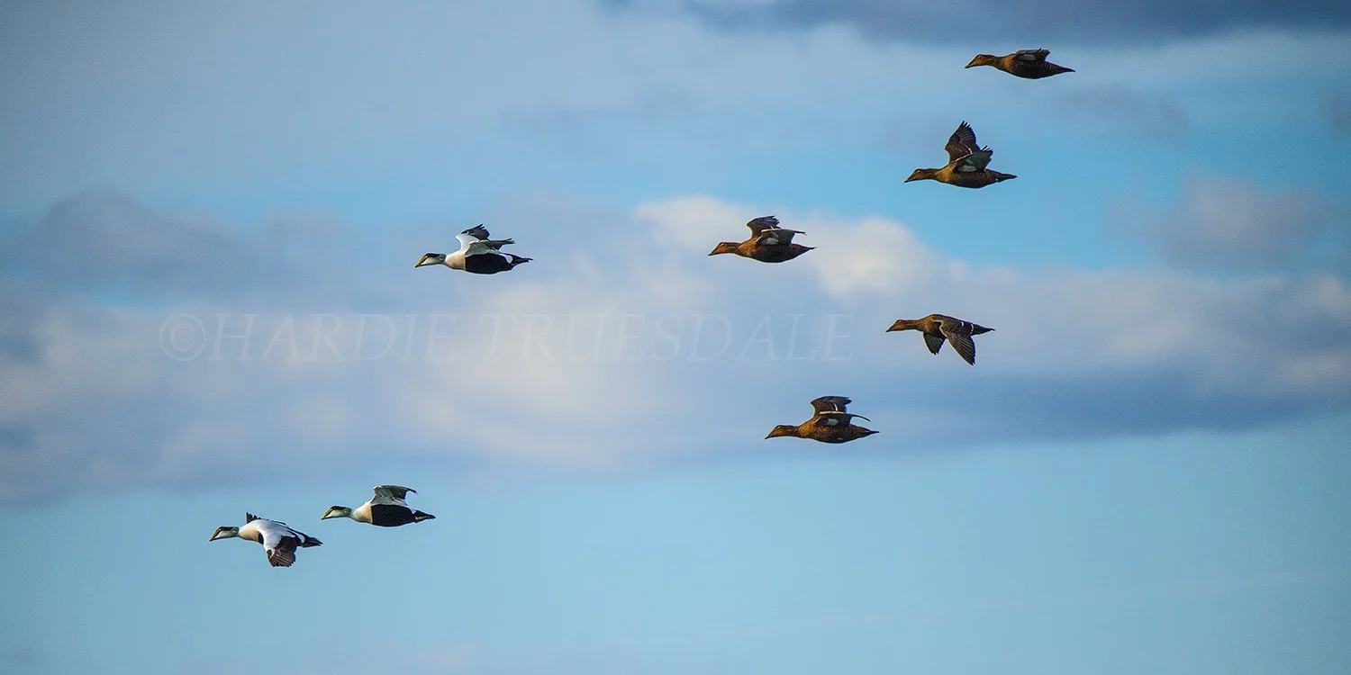 BrdNE 028 sq web.jpg