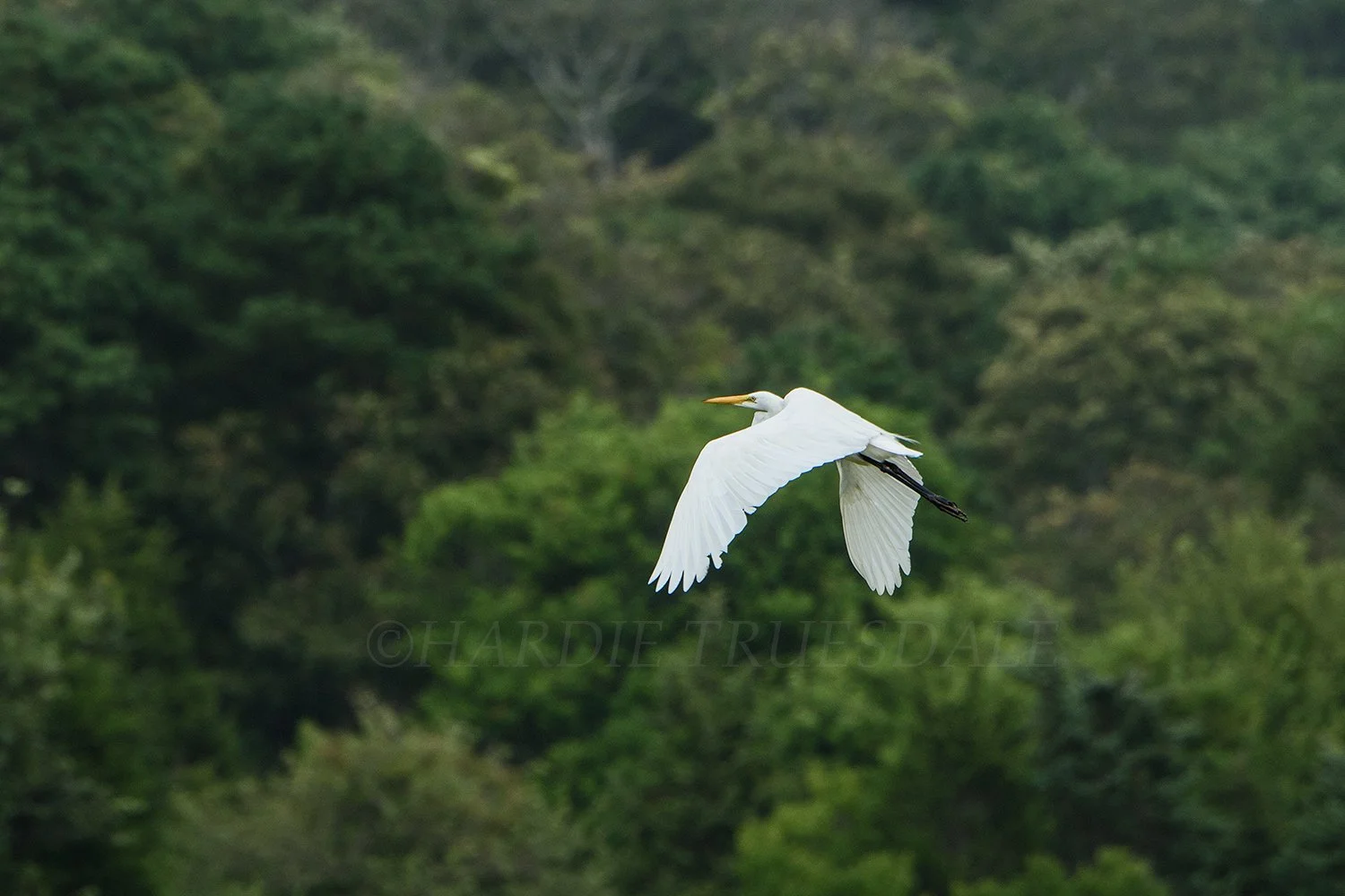 BrdNE 034 sq web.jpg