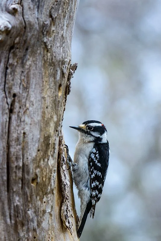 BrdNe 035 sq web.jpg