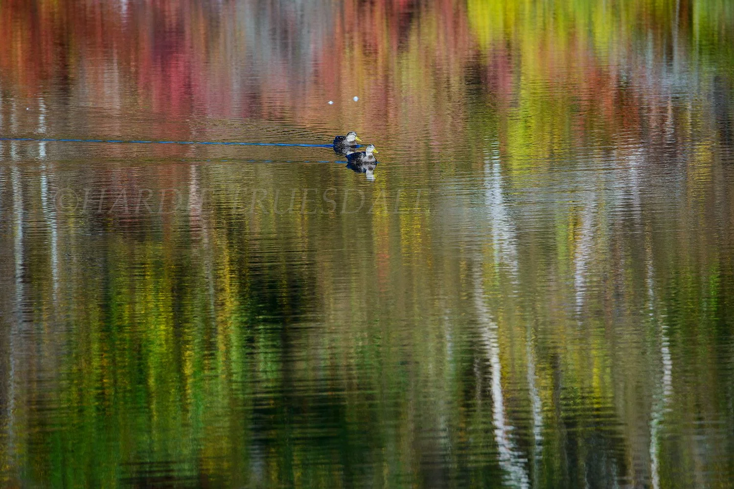 BrdNe 038 sq web.jpg