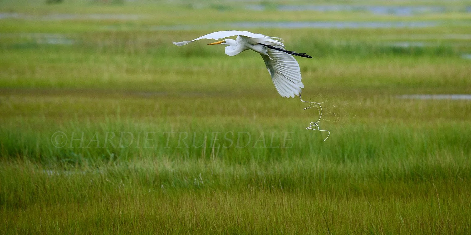 BrdNe 039 sq web.jpg