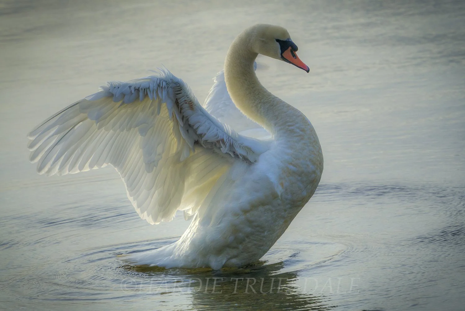 BrdNe 041 sq web.jpg