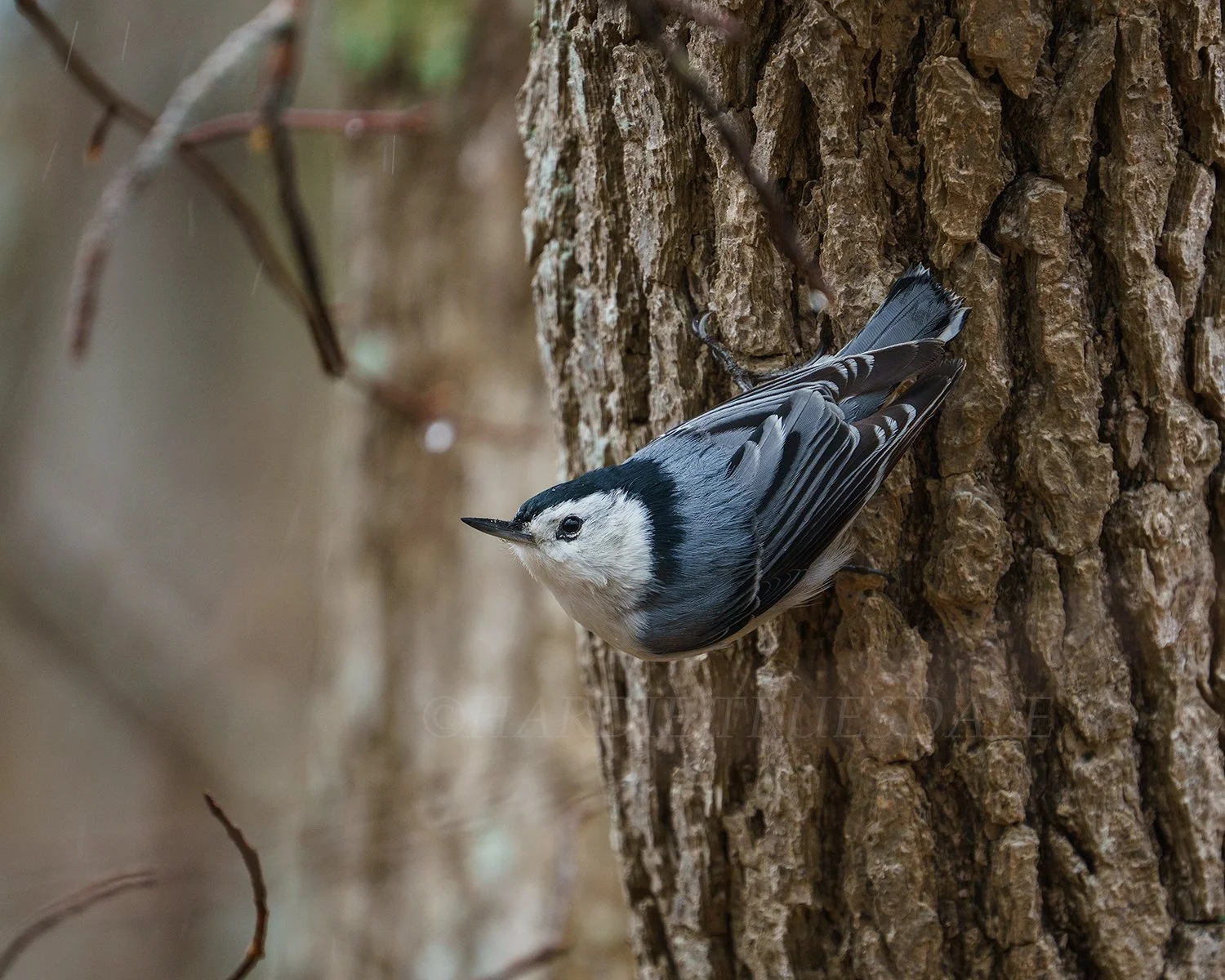 BrdNe 043 sq web.jpg