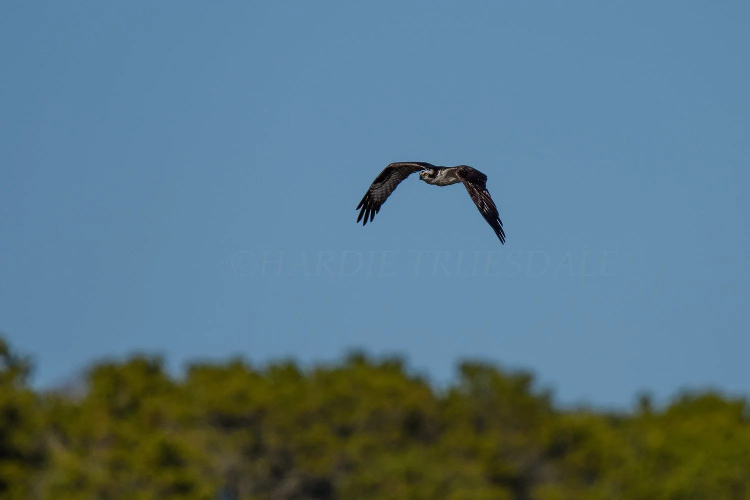 BrdNe 045 sq web.jpg