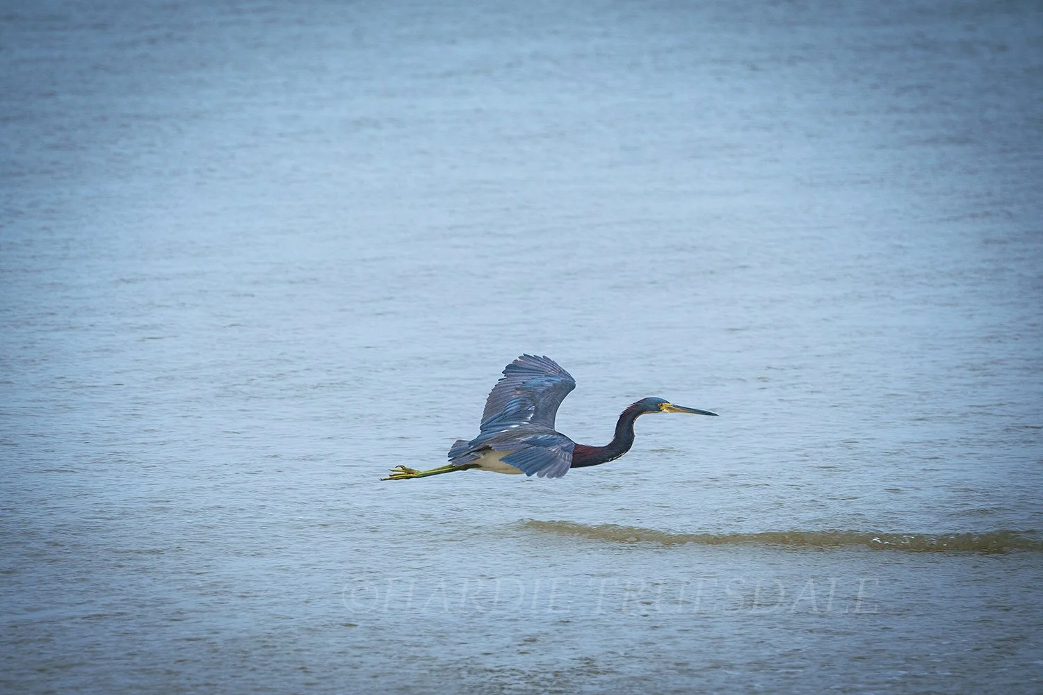 BrdNe 047 sq web.jpg