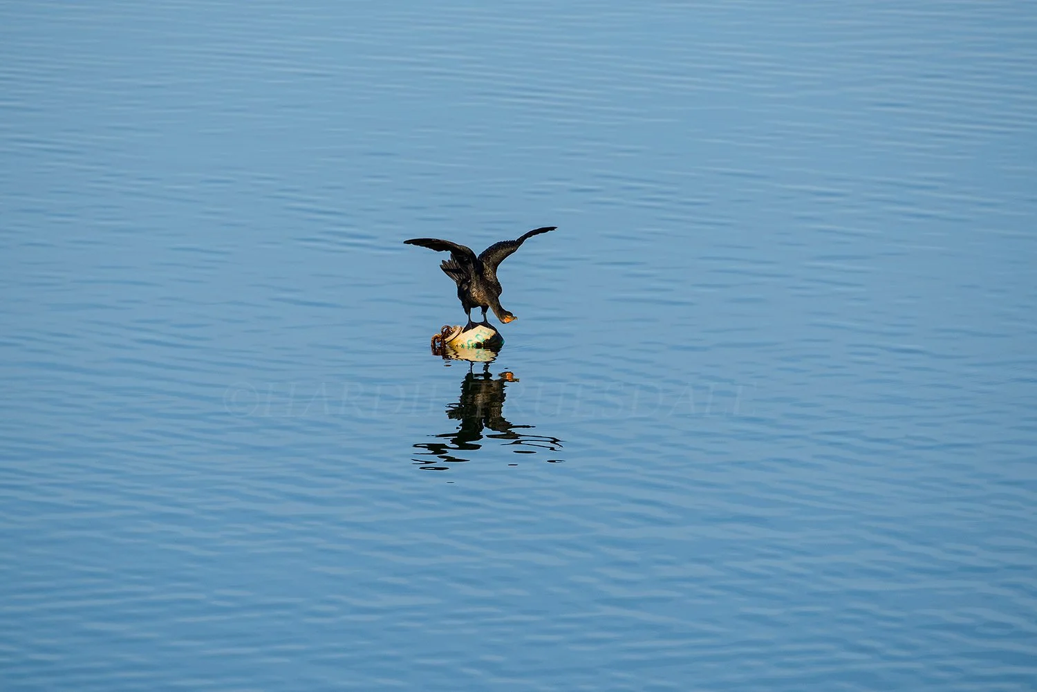 BrdNe 048 sq web.jpg